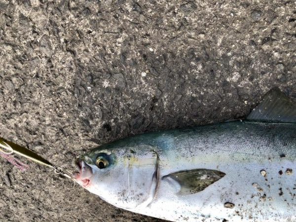 逃した魚は大きい