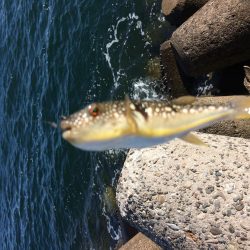 本命あらわる？