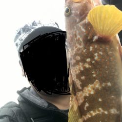 アコウ？だよね？