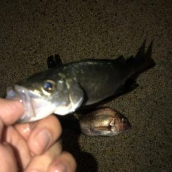 28センチのタケノコメバル