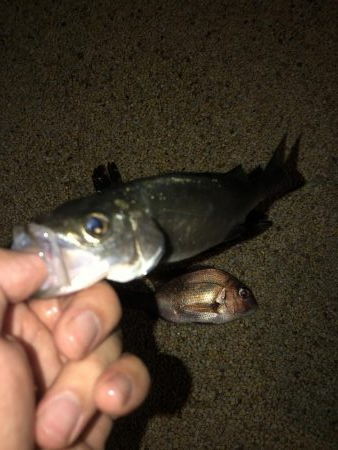 28センチのタケノコメバル