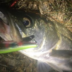 青物のちシーバス