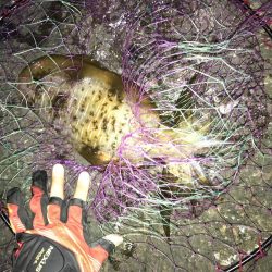 ヤエン秋イカ爆釣　型は中〜小