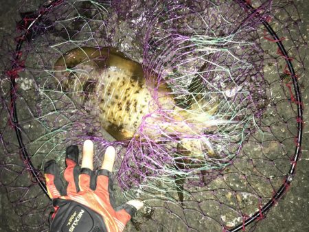 ヤエン秋イカ爆釣　型は中〜小