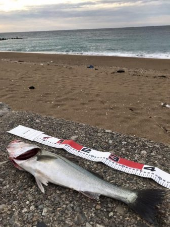 真昼間の弾丸釣行