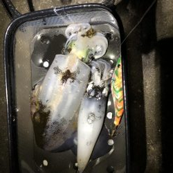 久々エギング釣行