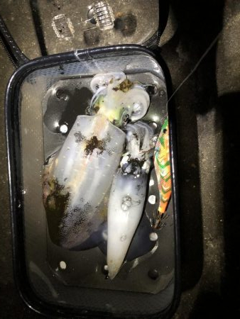 久々エギング釣行