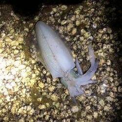 今シーズンエギングパート2