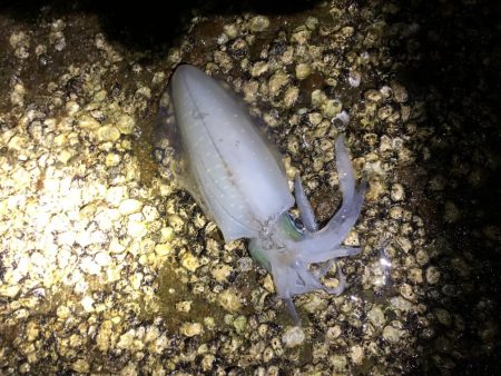 今シーズンエギングパート2