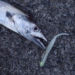 メーター超え×2匹