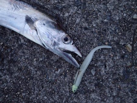 メーター超え×2匹