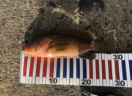 イカさんお留守