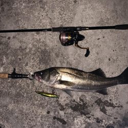 筋トレ後の時短シーバス！！