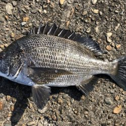 題名　イチノ兄弟（弟）釣果！