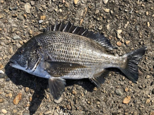 題名　イチノ兄弟（弟）釣果！