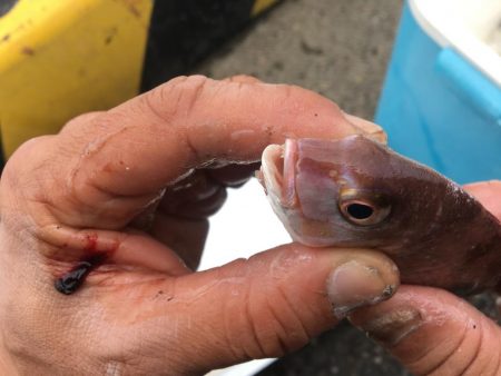 エサ釣りが渋い時はテンヤ 太刀魚