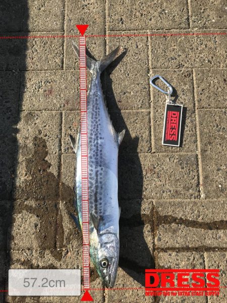 荒れた状態のコスモは釣れりのか