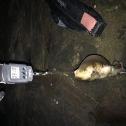 アオリイカ計7杯 200g〜910g