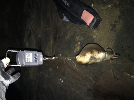 アオリイカ計7杯 200g〜910g