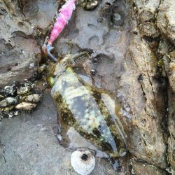 サイズアップならず…