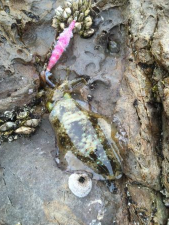 サイズアップならず…