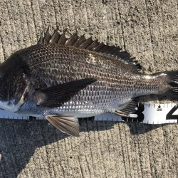 イチノ兄弟、釣果!