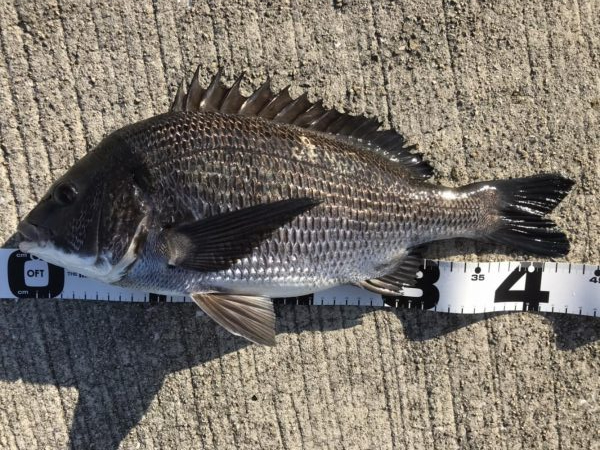 イチノ兄弟、釣果！