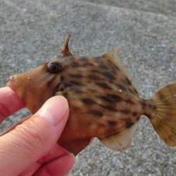 前回と違い今回のカワハギは渋い