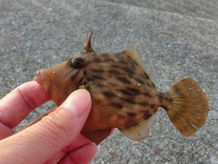 前回と違い今回のカワハギは渋い