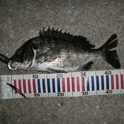 釣り人が増えてきて‥