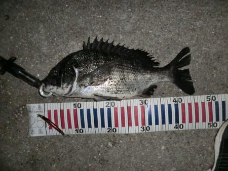 釣り人が増えてきて‥