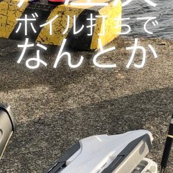 ボイルの中、やっと1匹