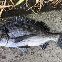 イチノ兄弟、釣果!
