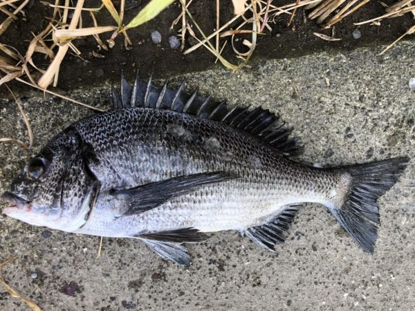 イチノ兄弟、釣果!