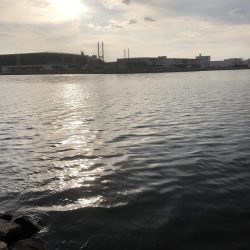 久しぶりの落とし込み(前打ち)