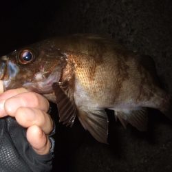 少し大きくなったかな