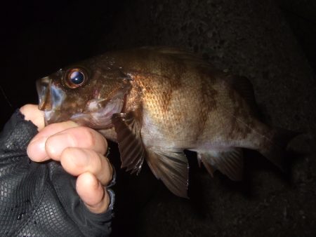 少し大きくなったかな