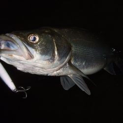 秋の河川シーバス