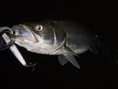 秋の河川シーバス