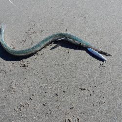 青物まだまだ居ます！