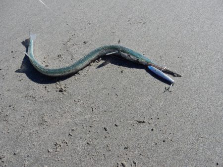 青物まだまだ居ます！