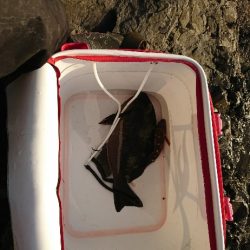 方座浦でグレ釣り