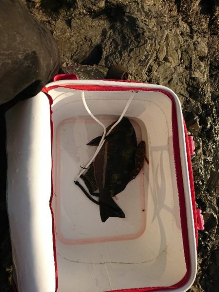 方座浦でグレ釣り