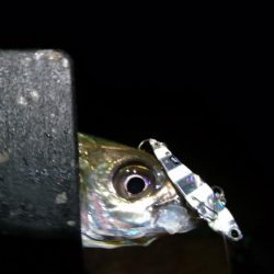 メタルバイブでアジング！！