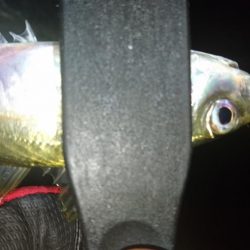 アジを求めて淡路島遠征！！