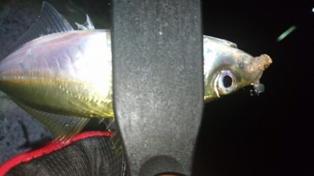 アジを求めて淡路島遠征！！