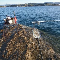 みなべ堺でグレ釣り