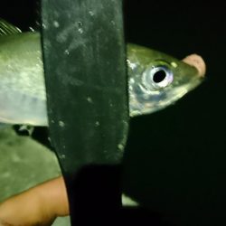 ヒイカがいないのでアジング！！