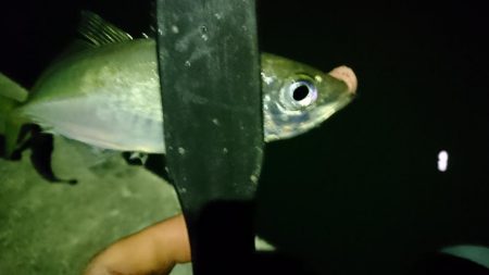 ヒイカがいないのでアジング！！