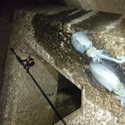 少し大きくなりましたねぇ。